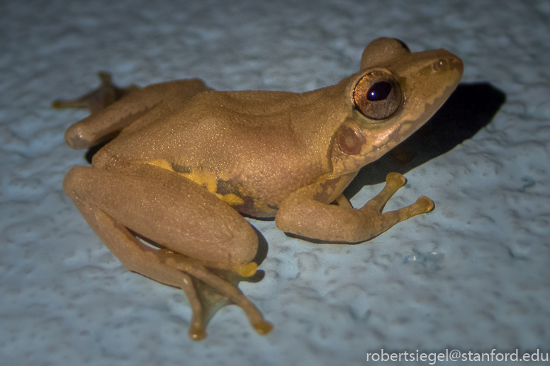 frog on the wall